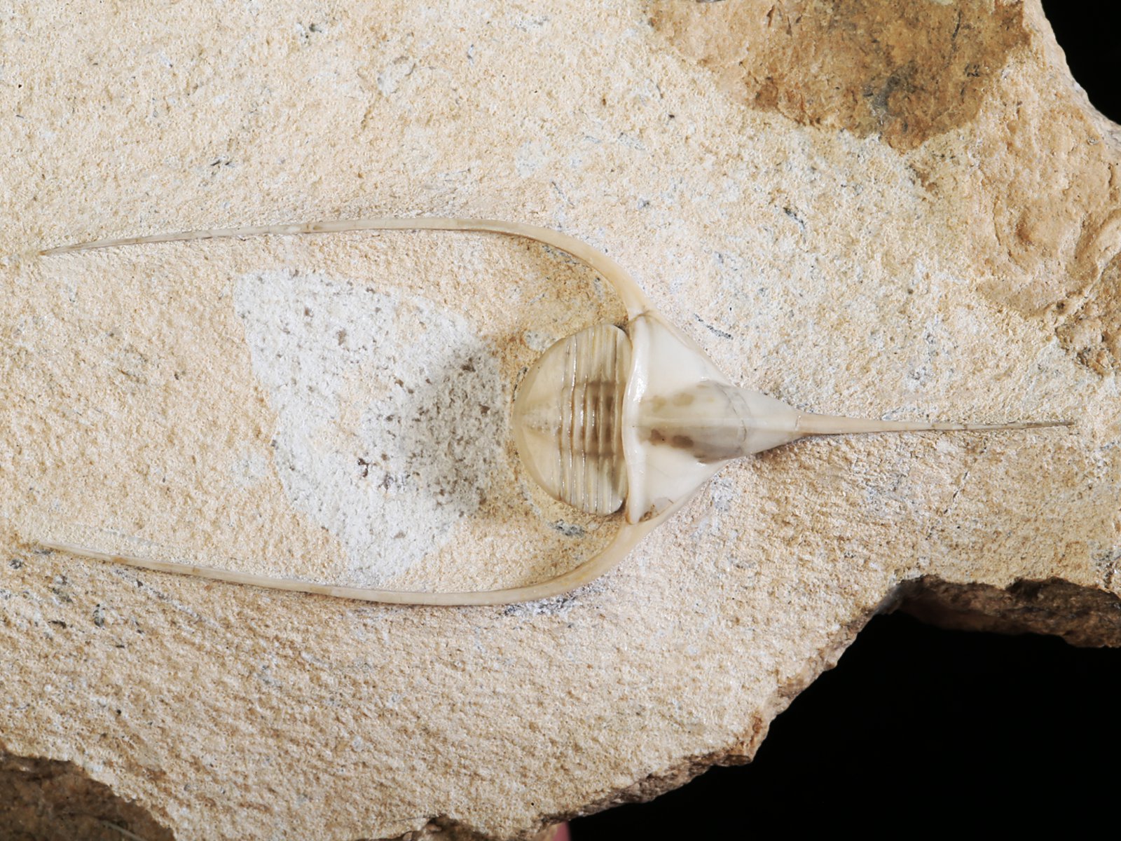 amp 10940 3 Lonchodomas rostratus (SARS 1835) - Image 4