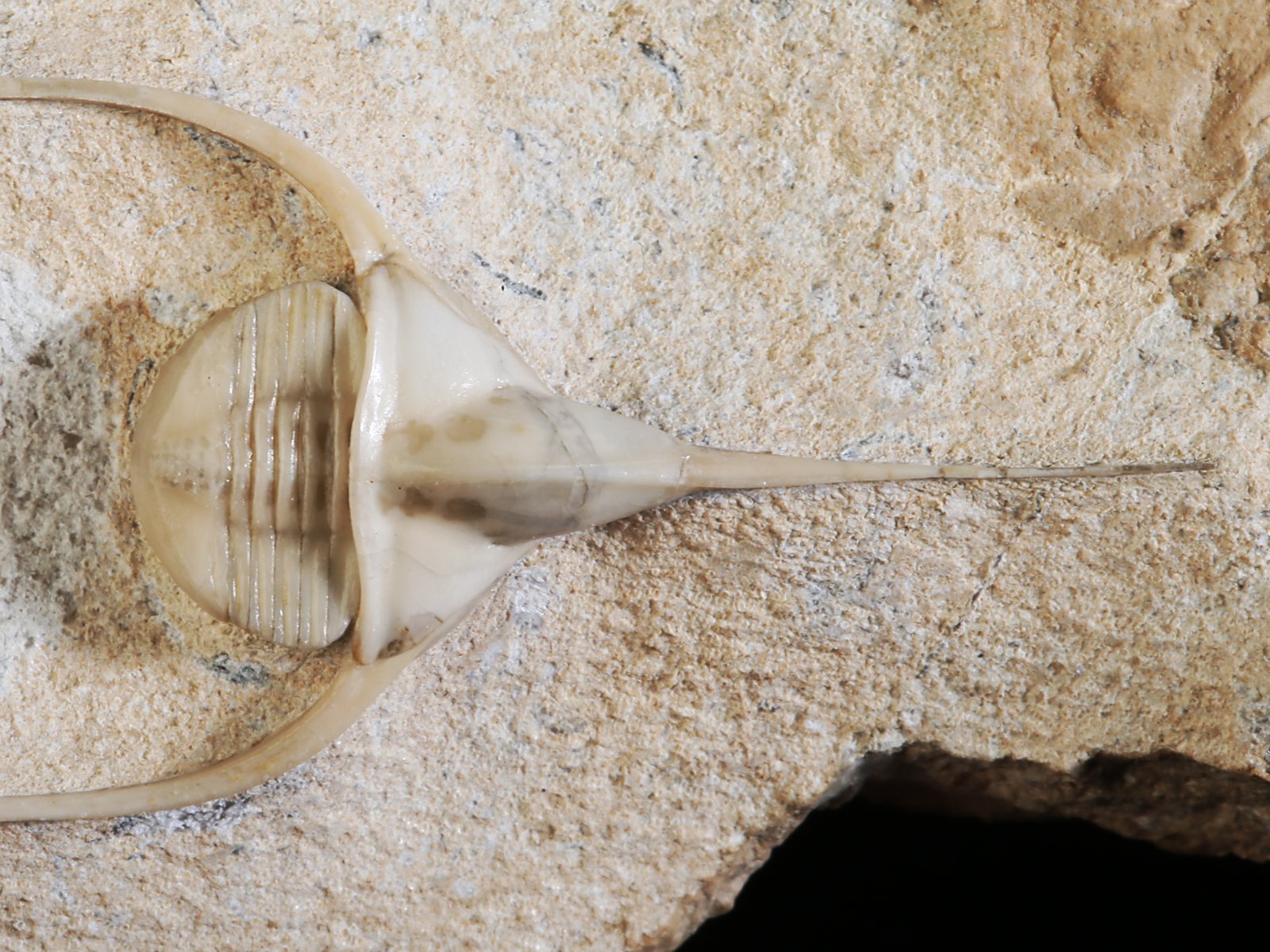 amp 10940 4 Lonchodomas rostratus (SARS 1835) - Image 5
