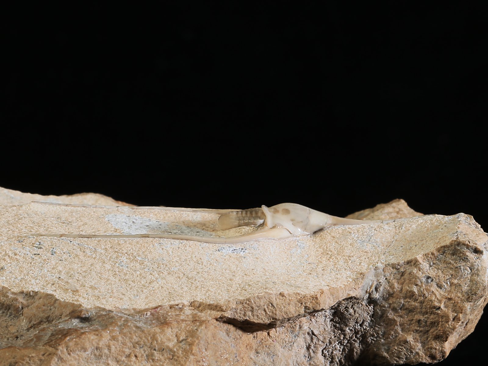 amp 10940 5 Lonchodomas rostratus (SARS 1835) - Image 6