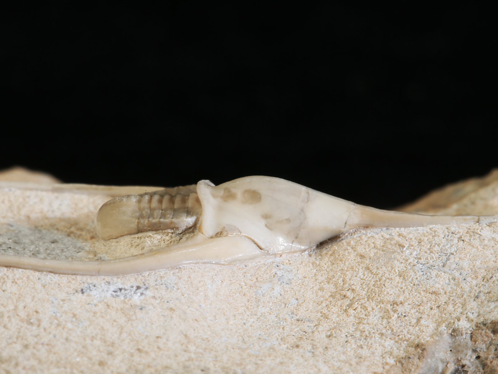 amp 10940 6 Lonchodomas rostratus (SARS 1835) - Image 7