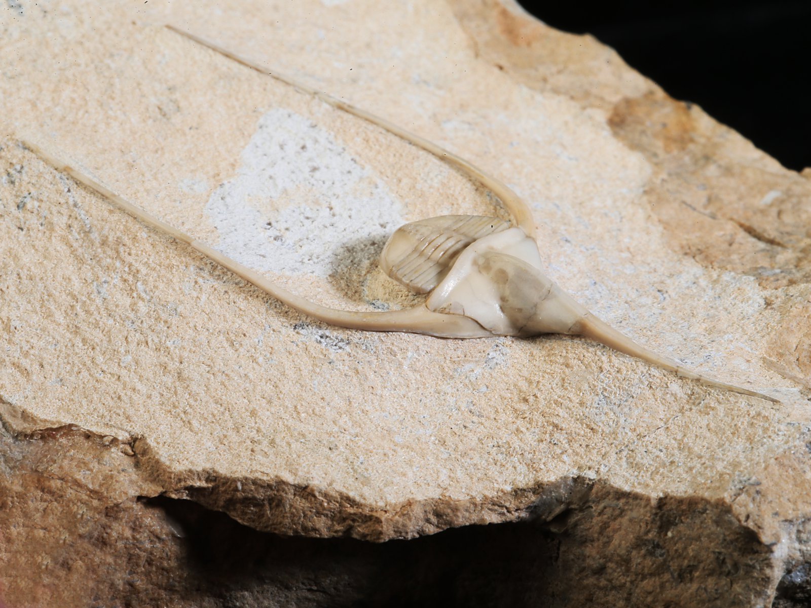 amp 10940 7 Lonchodomas rostratus (SARS 1835) - Image 8