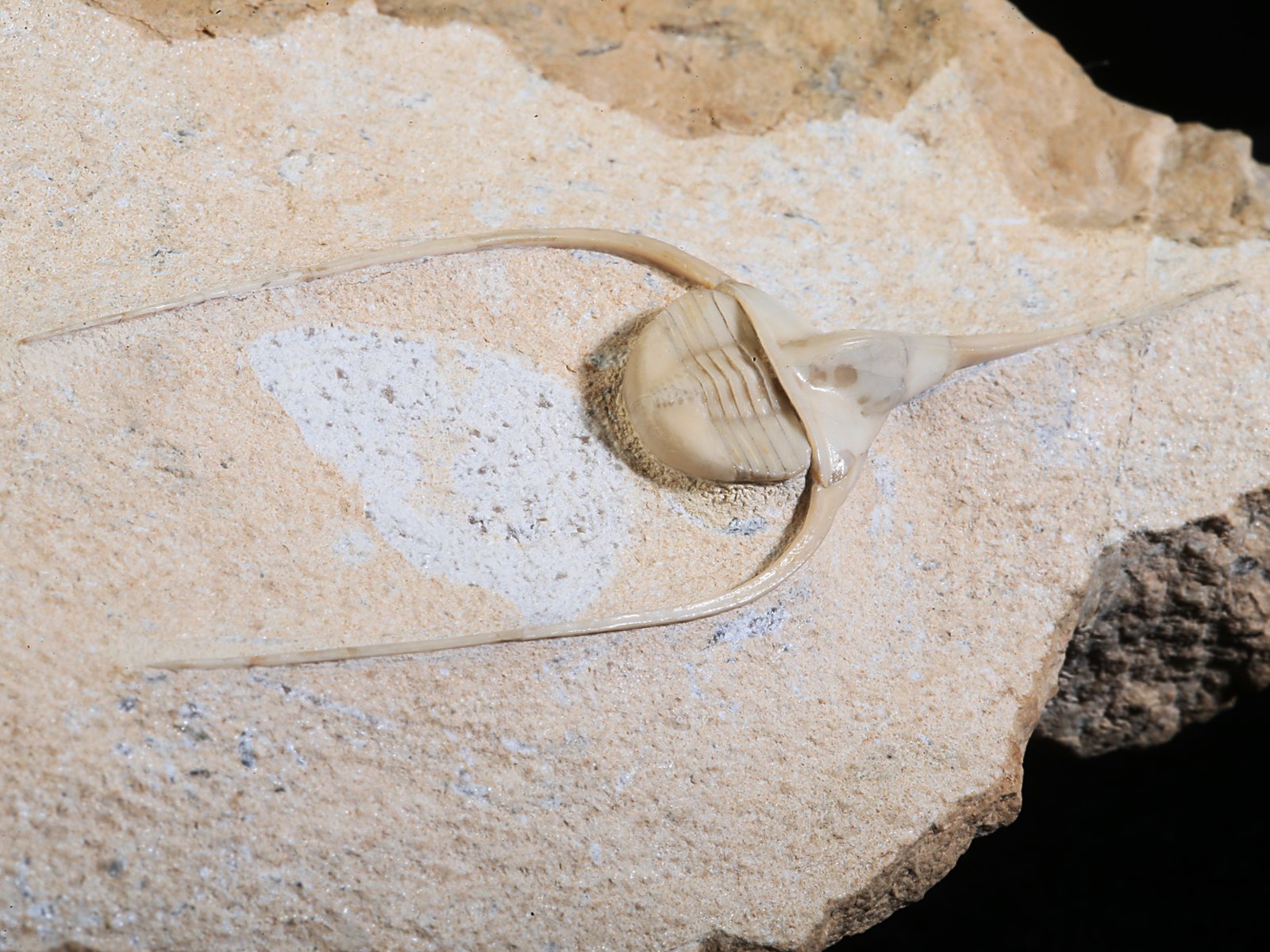 amp 10940 8 Lonchodomas rostratus (SARS 1835) - Image 9