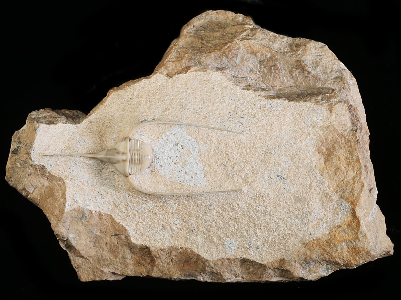 amp 10940 Lonchodomas rostratus (SARS 1835)