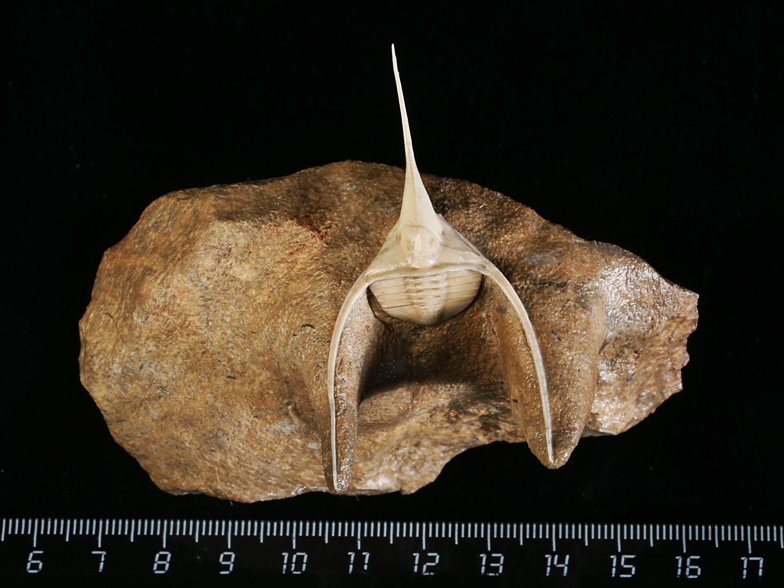 amp 10977 1 Lonchodomas rostratus (SARS 1835) - Image 2