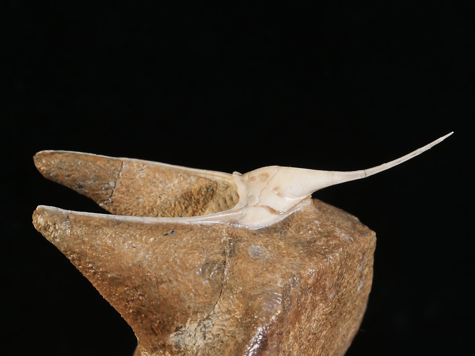 amp 10977 10 Lonchodomas rostratus (SARS 1835) - Image 11