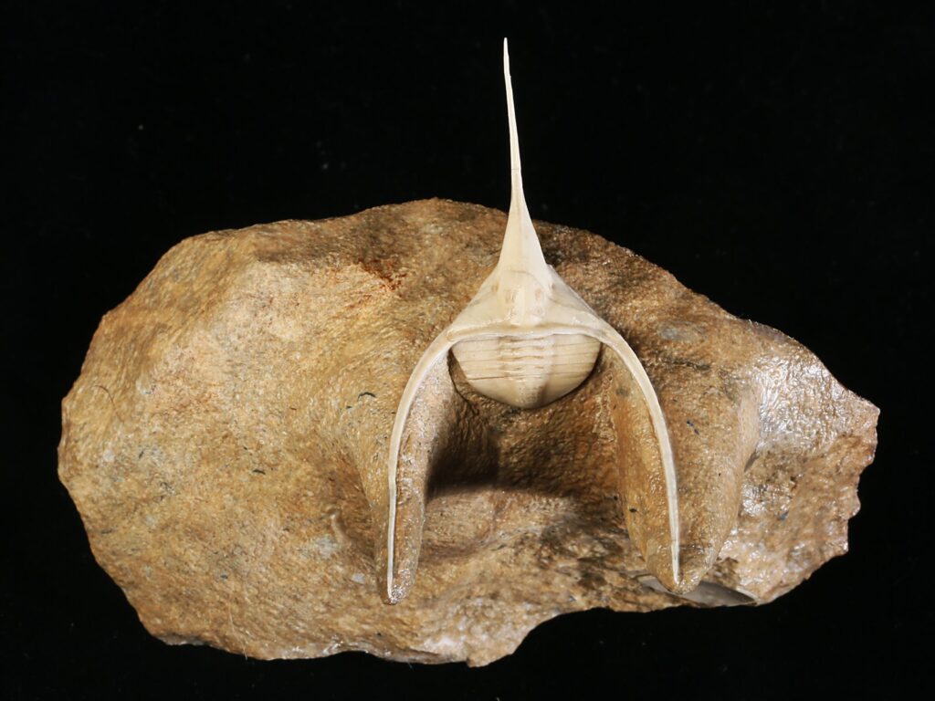 Lonchodomas rostratus (SARS 1835)