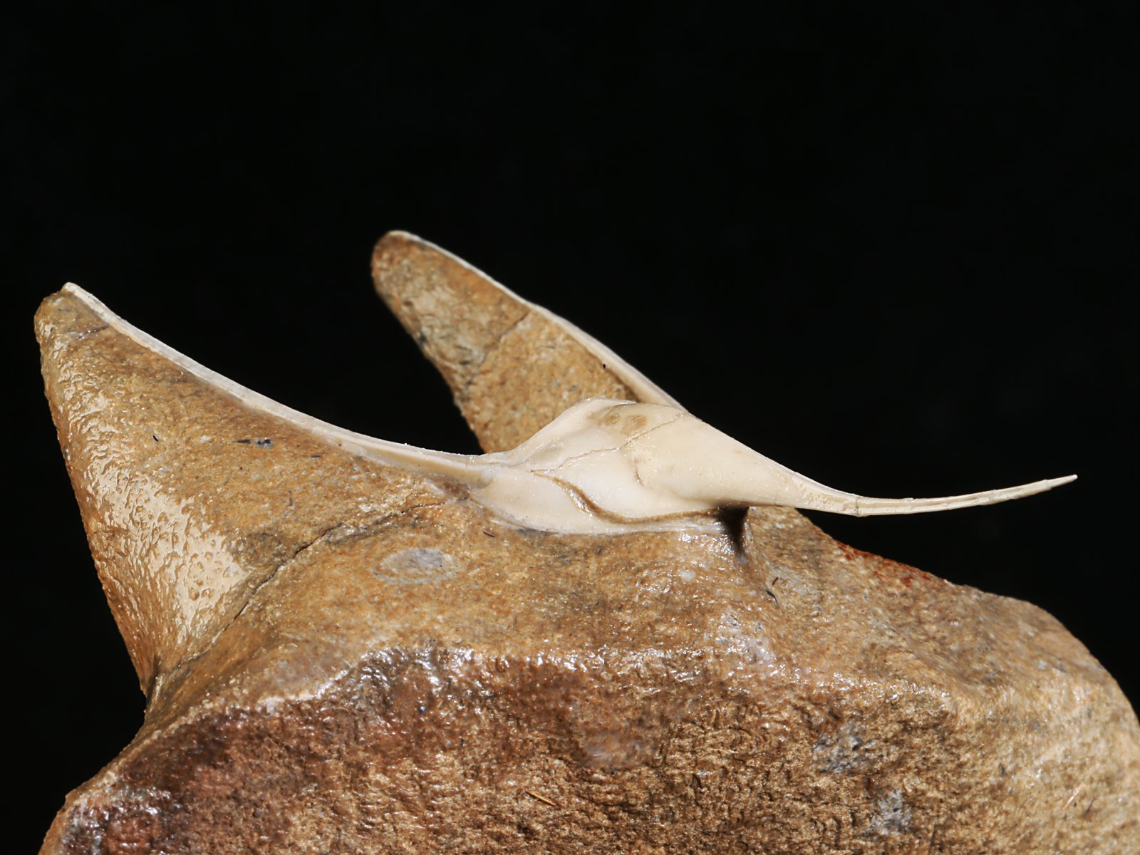 amp 10977 11 Lonchodomas rostratus (SARS 1835) - Image 12