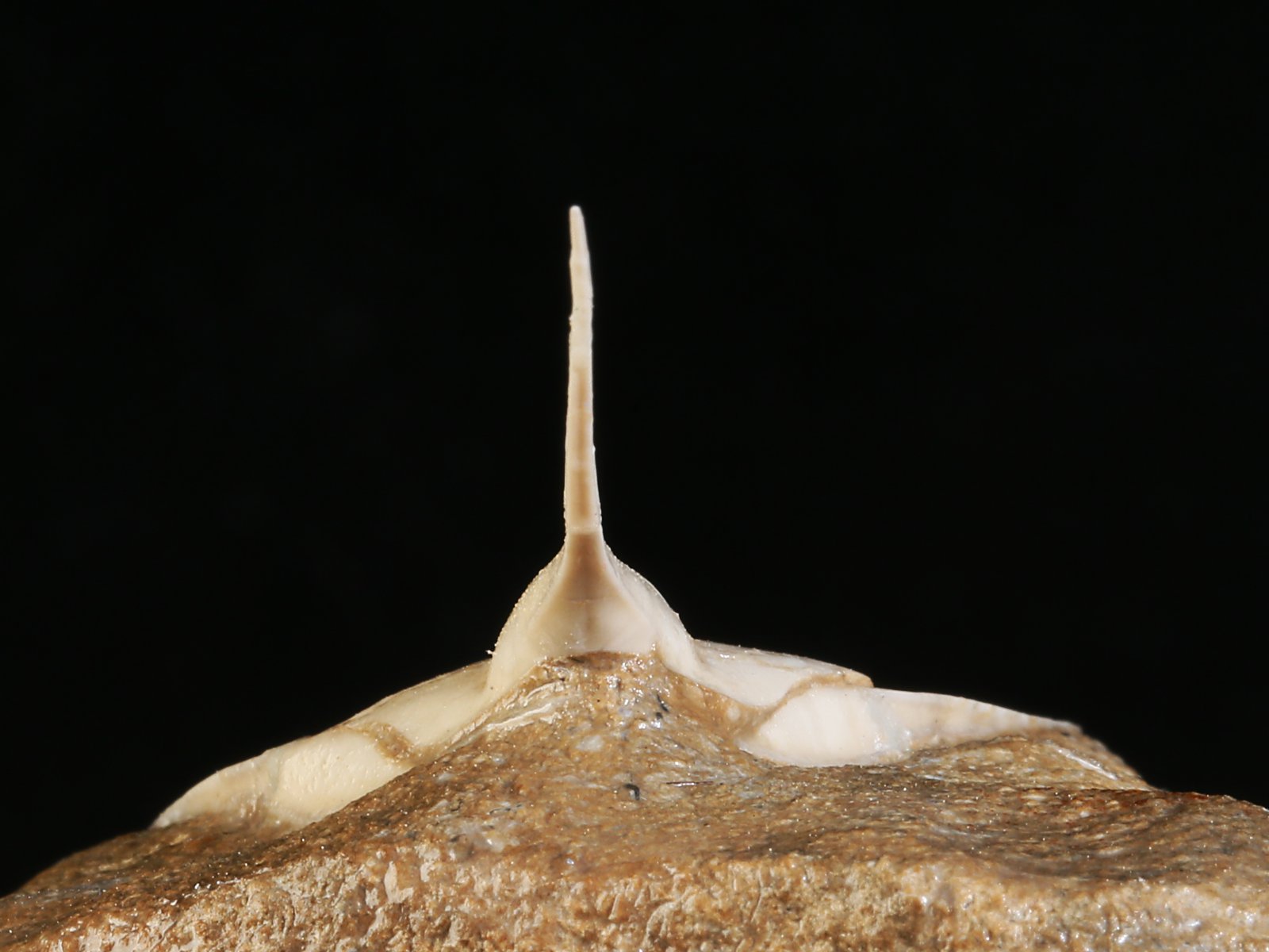 amp 10977 12 Lonchodomas rostratus (SARS 1835) - Image 13