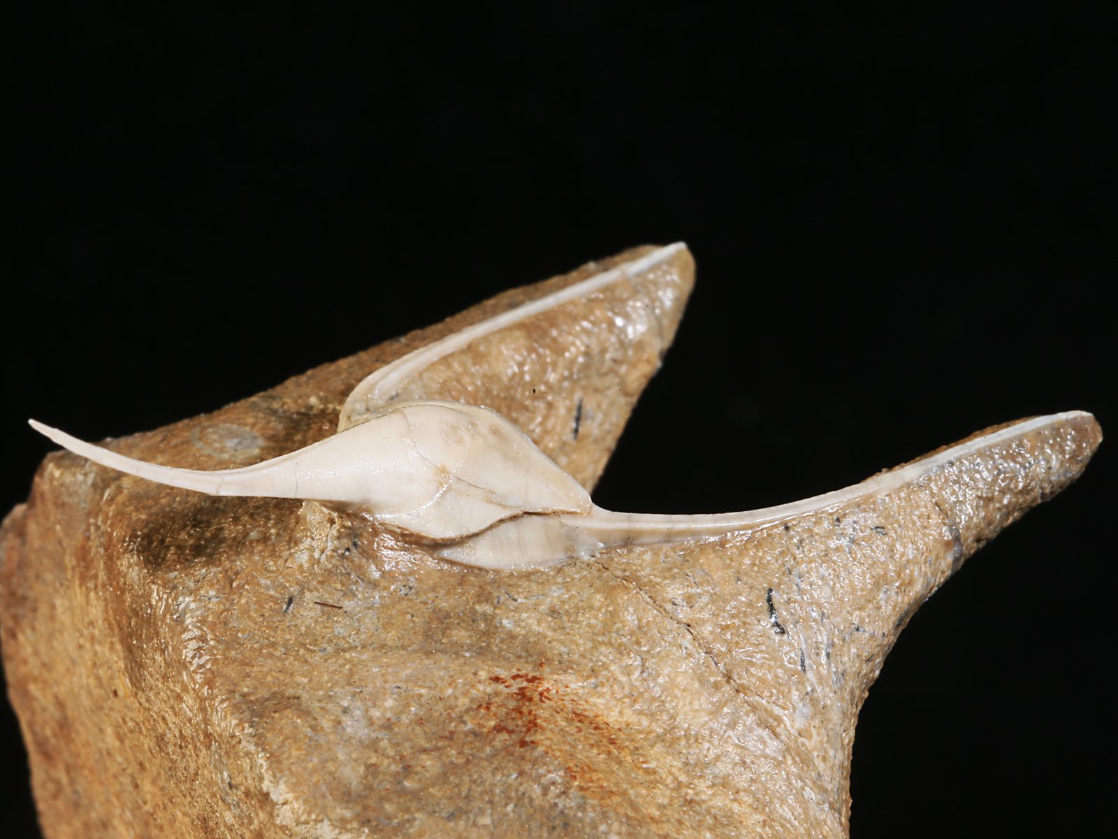 amp 10977 13 Lonchodomas rostratus (SARS 1835) - Image 14