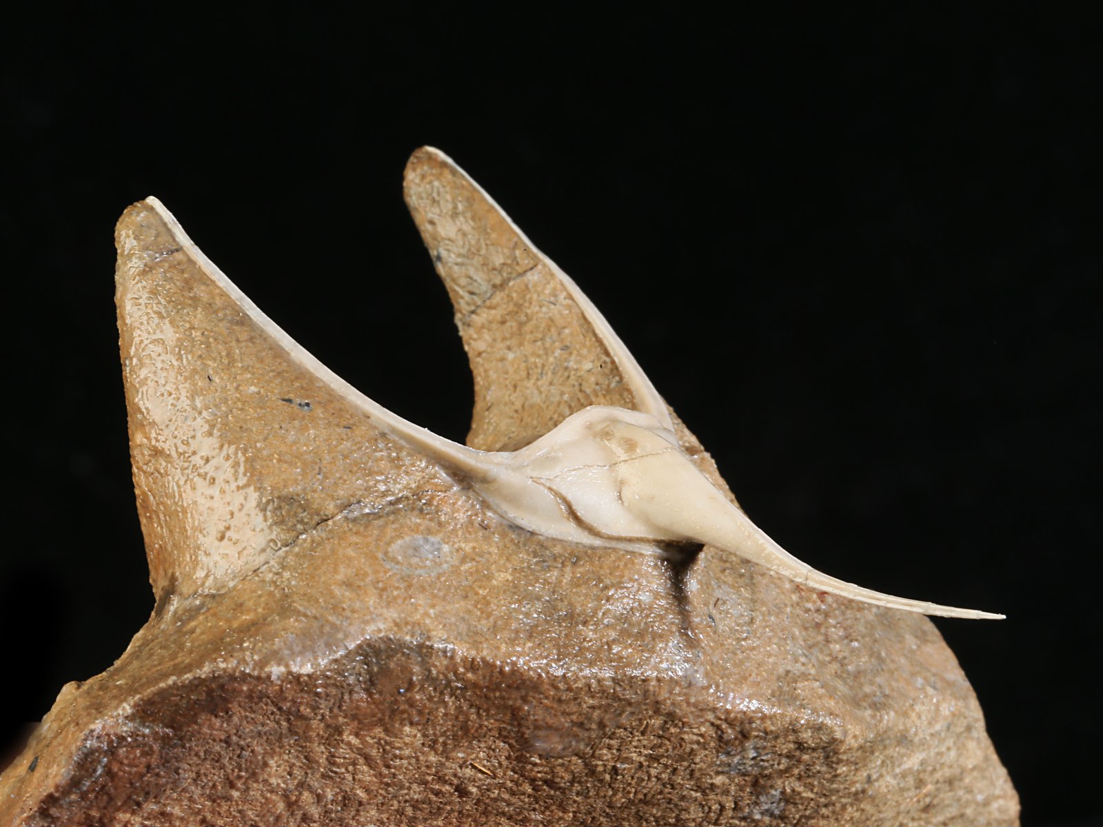 amp 10977 14 Lonchodomas rostratus (SARS 1835) - Image 15