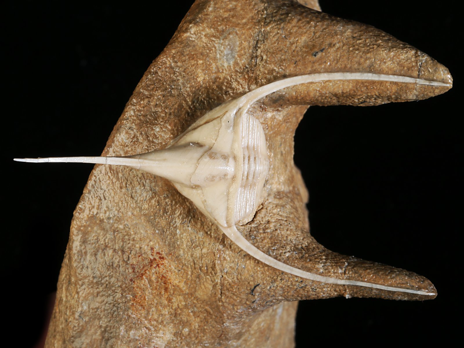 amp 10977 2 Lonchodomas rostratus (SARS 1835) - Image 3
