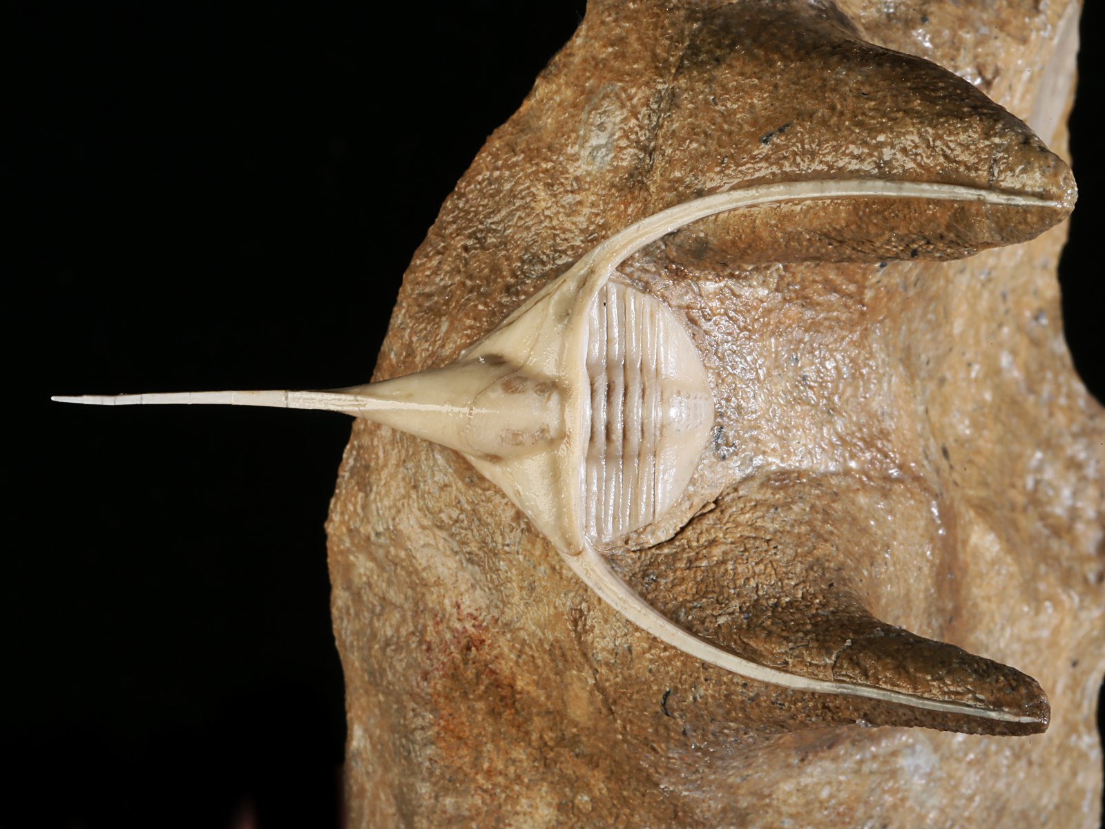 amp 10977 3 Lonchodomas rostratus (SARS 1835) - Image 4