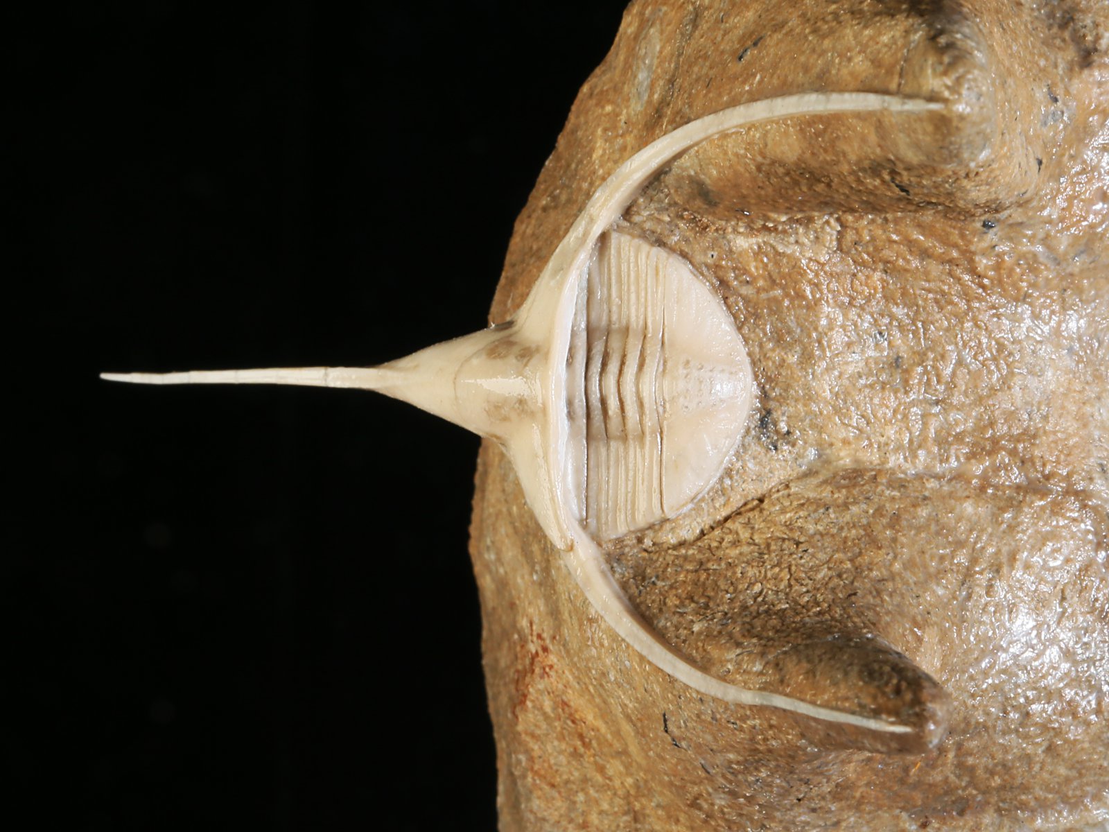 amp 10977 4 Lonchodomas rostratus (SARS 1835) - Image 5