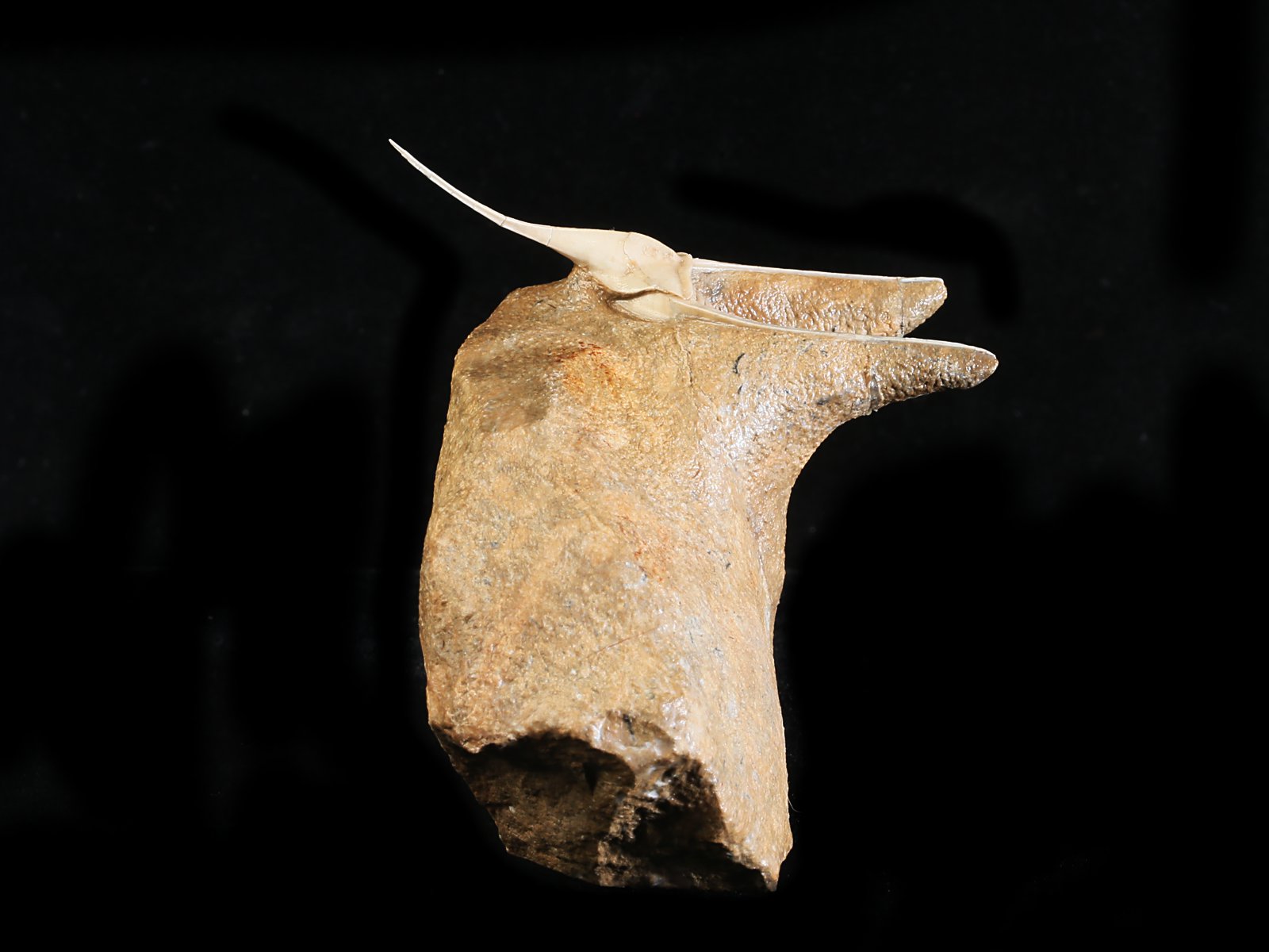 amp 10977 5 Lonchodomas rostratus (SARS 1835) - Image 6