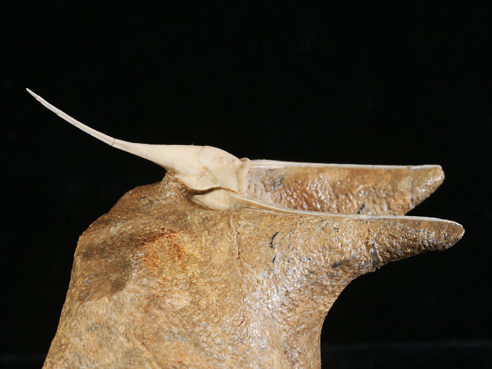 amp 10977 6 Lonchodomas rostratus (SARS 1835) - Image 7