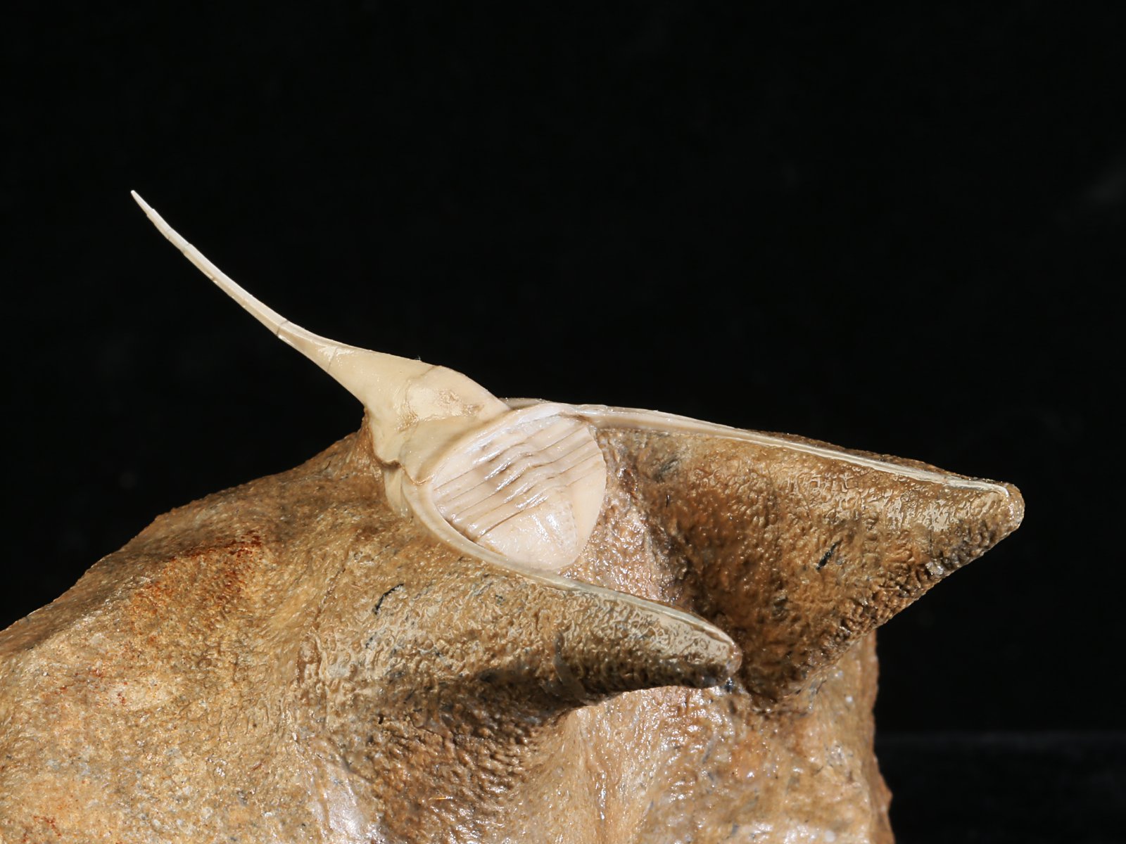 amp 10977 7 Lonchodomas rostratus (SARS 1835) - Image 8