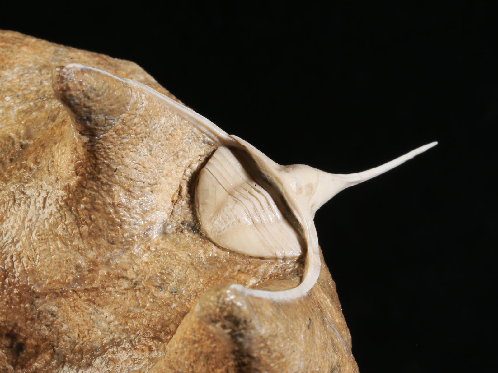 amp 10977 9 Lonchodomas rostratus (SARS 1835) - Image 10