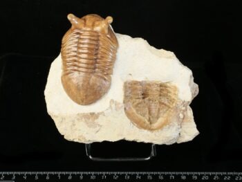 Asaphus punctatus LESSNIKOVA 1952 with fragment of Asaphus sp.