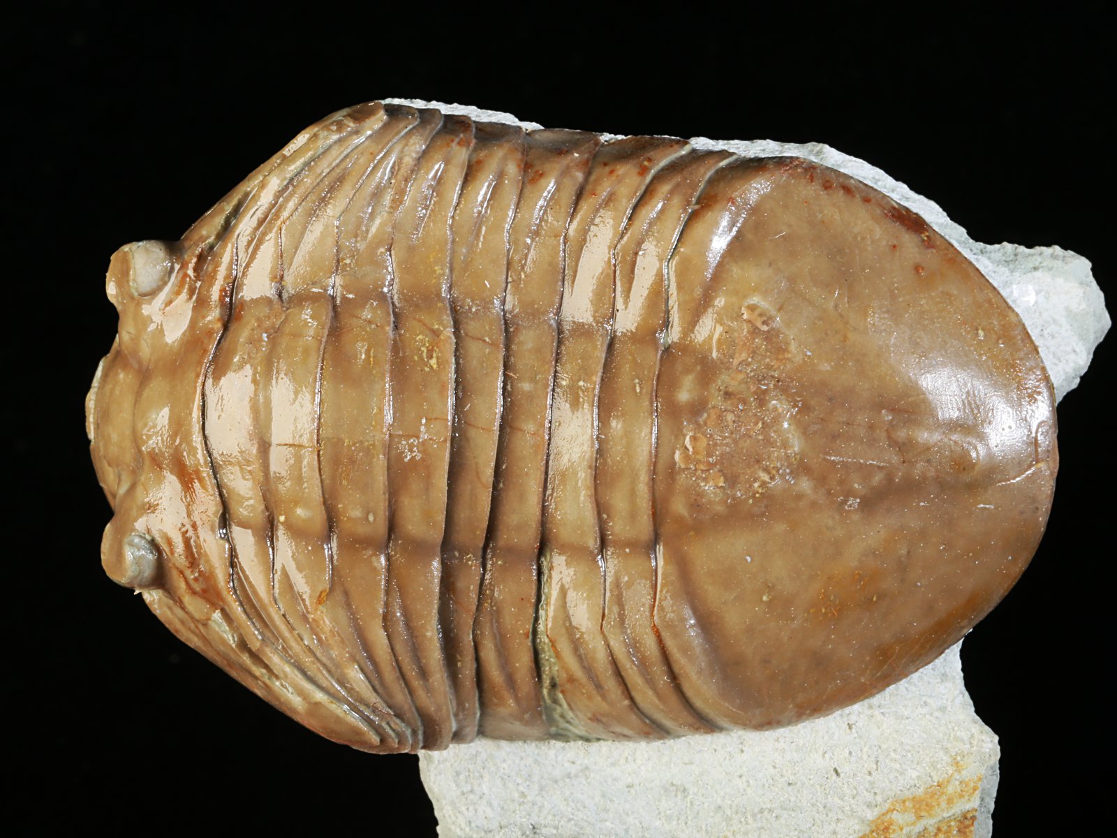 apl 10928 1 Asaphus plautini SCHMIDT 1898 - Image 2