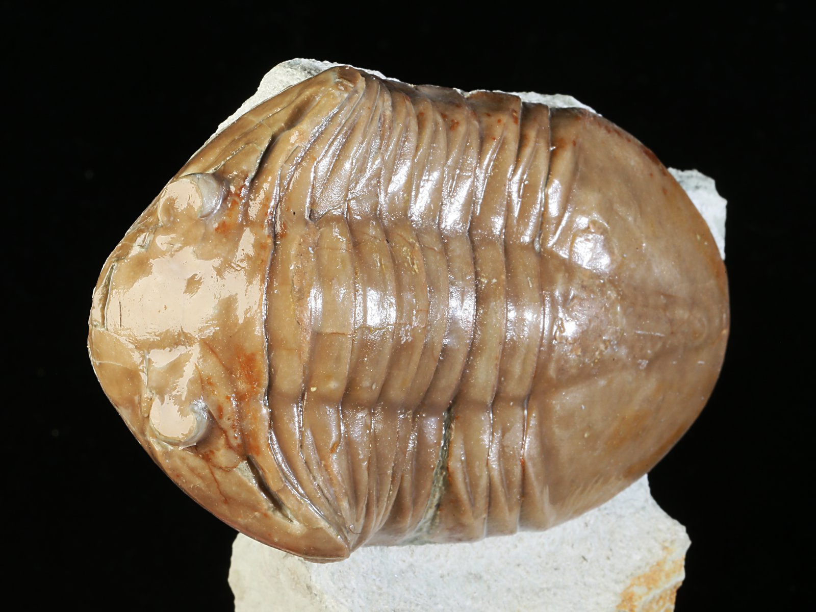 apl 10928 2 Asaphus plautini SCHMIDT 1898 - Image 3