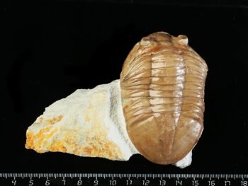 Asaphus plautini SCHMIDT 1898