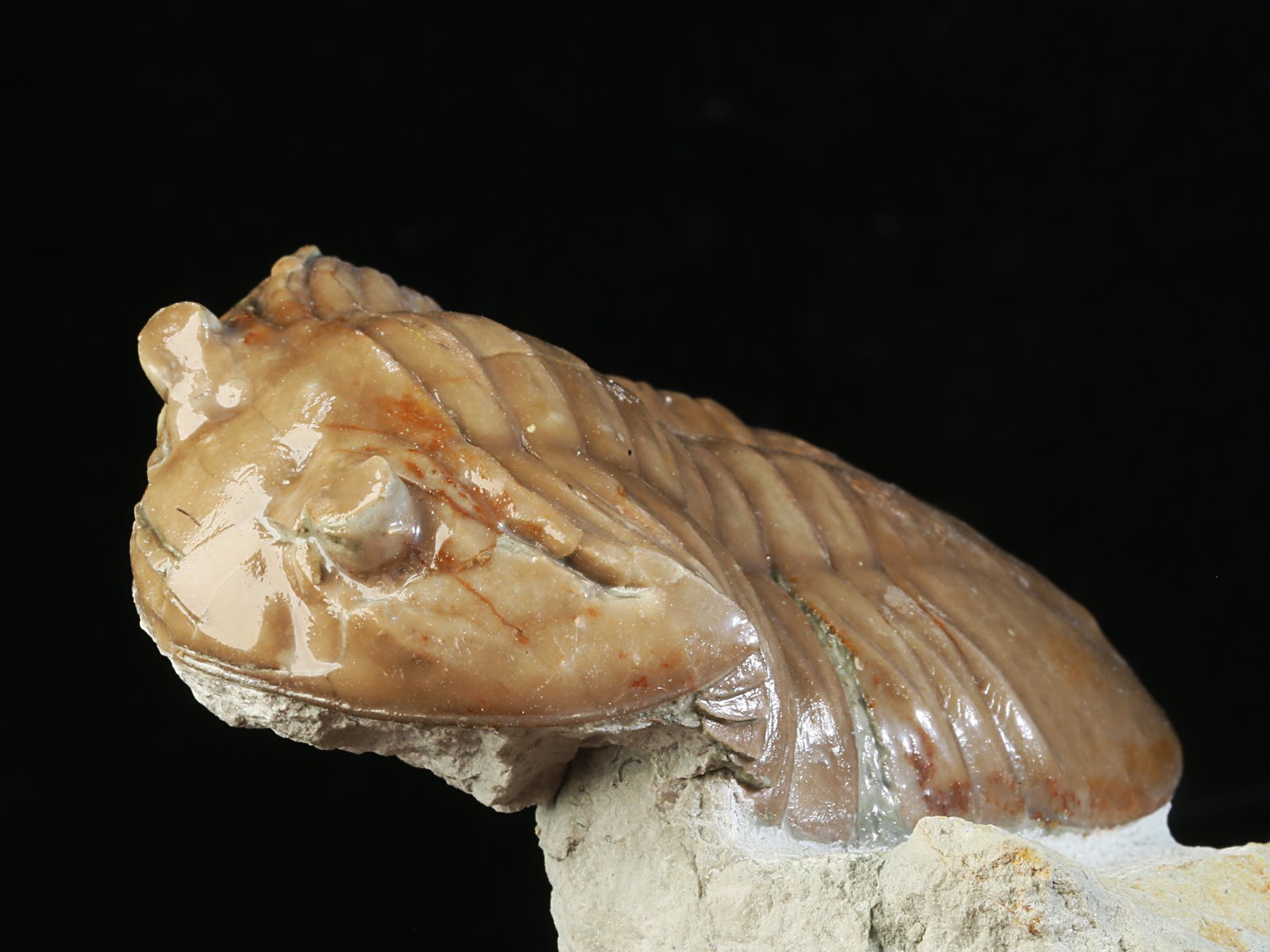 apl 10928 4 Asaphus plautini SCHMIDT 1898 - Image 5