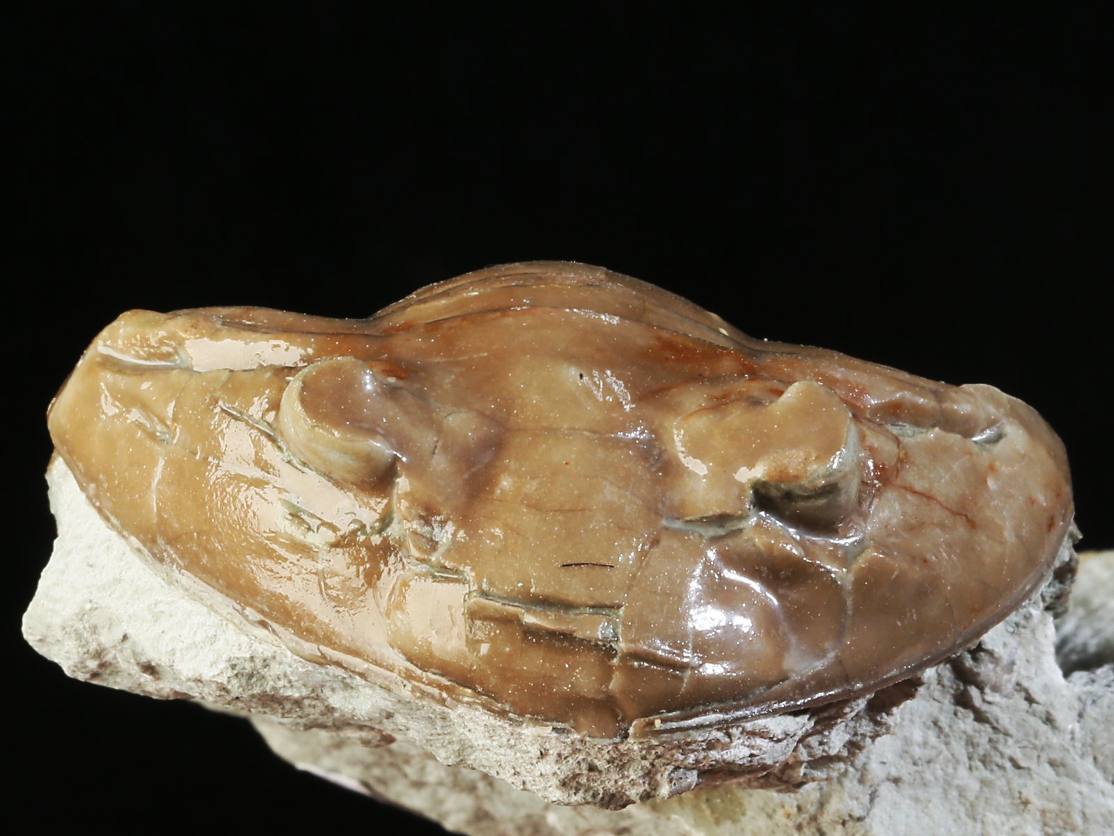 apl 10928 5 Asaphus plautini SCHMIDT 1898 - Image 6