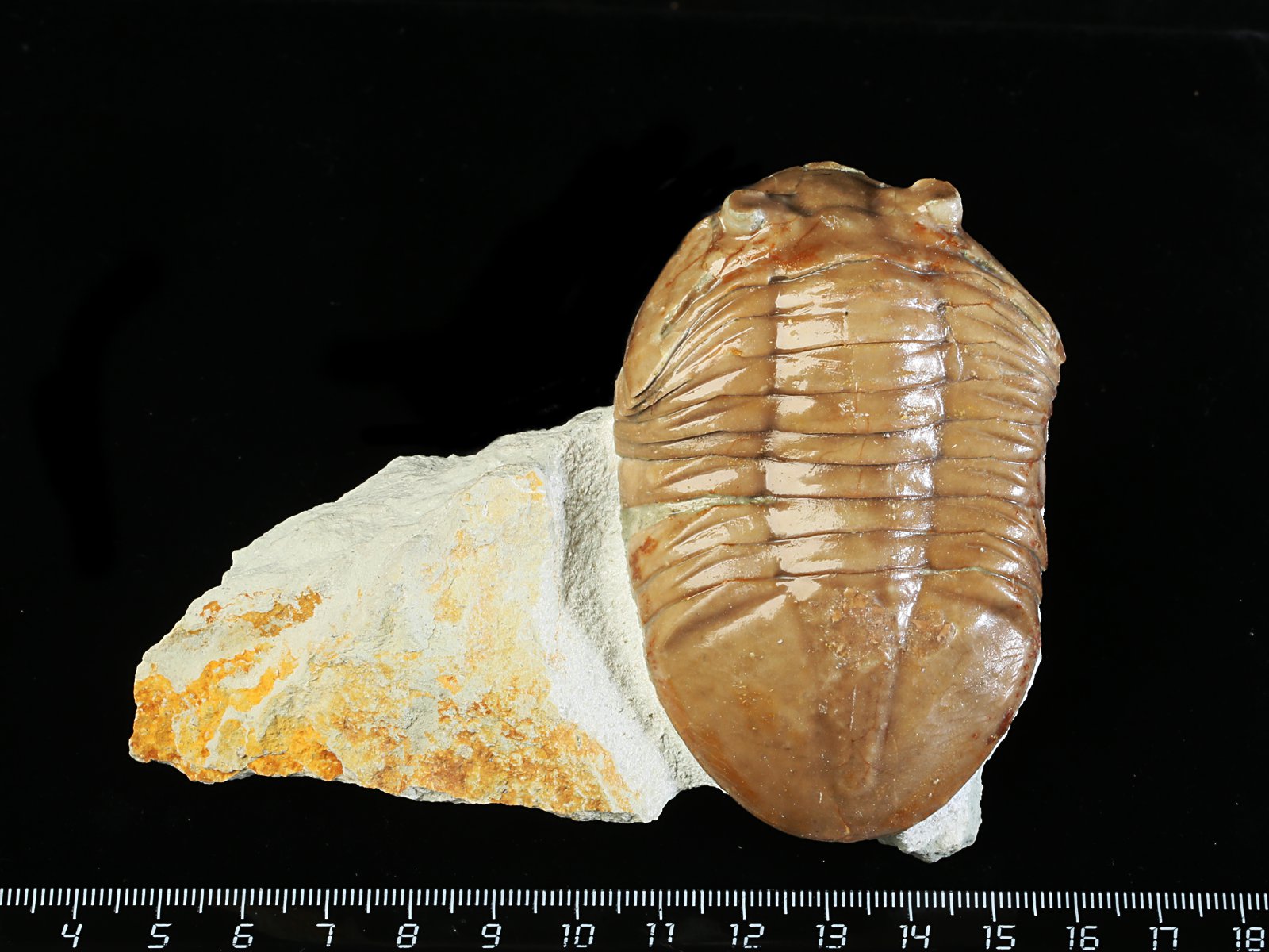 apl 10928 Asaphus plautini SCHMIDT 1898