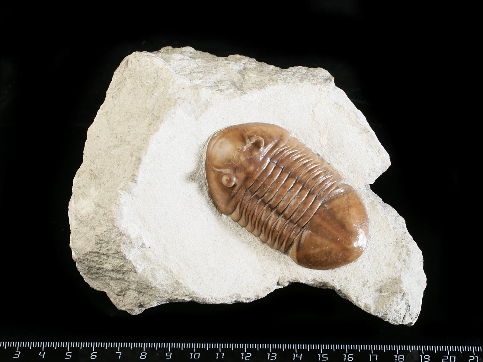 ar 10943 1 Asaphus raniceps DALMAN 1827 - Image 2