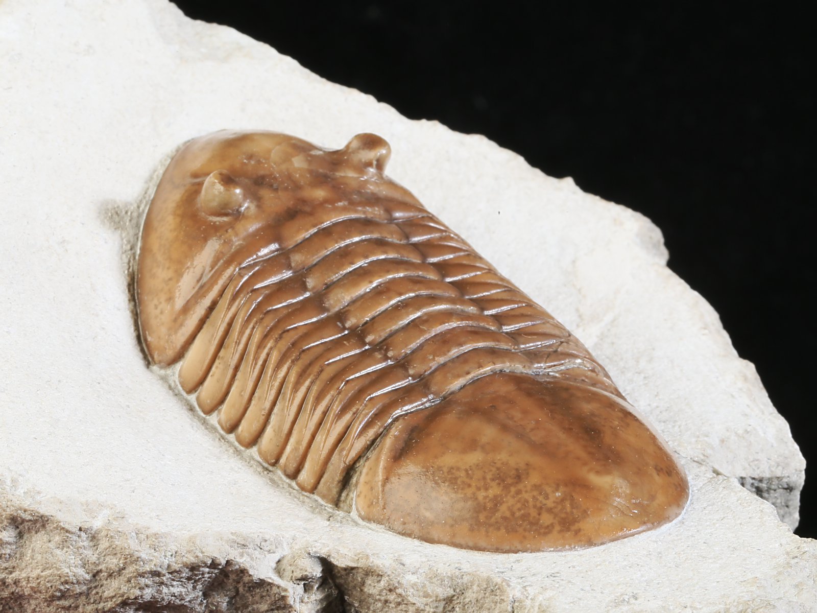 ar 10943 10 Asaphus raniceps DALMAN 1827 - Image 11