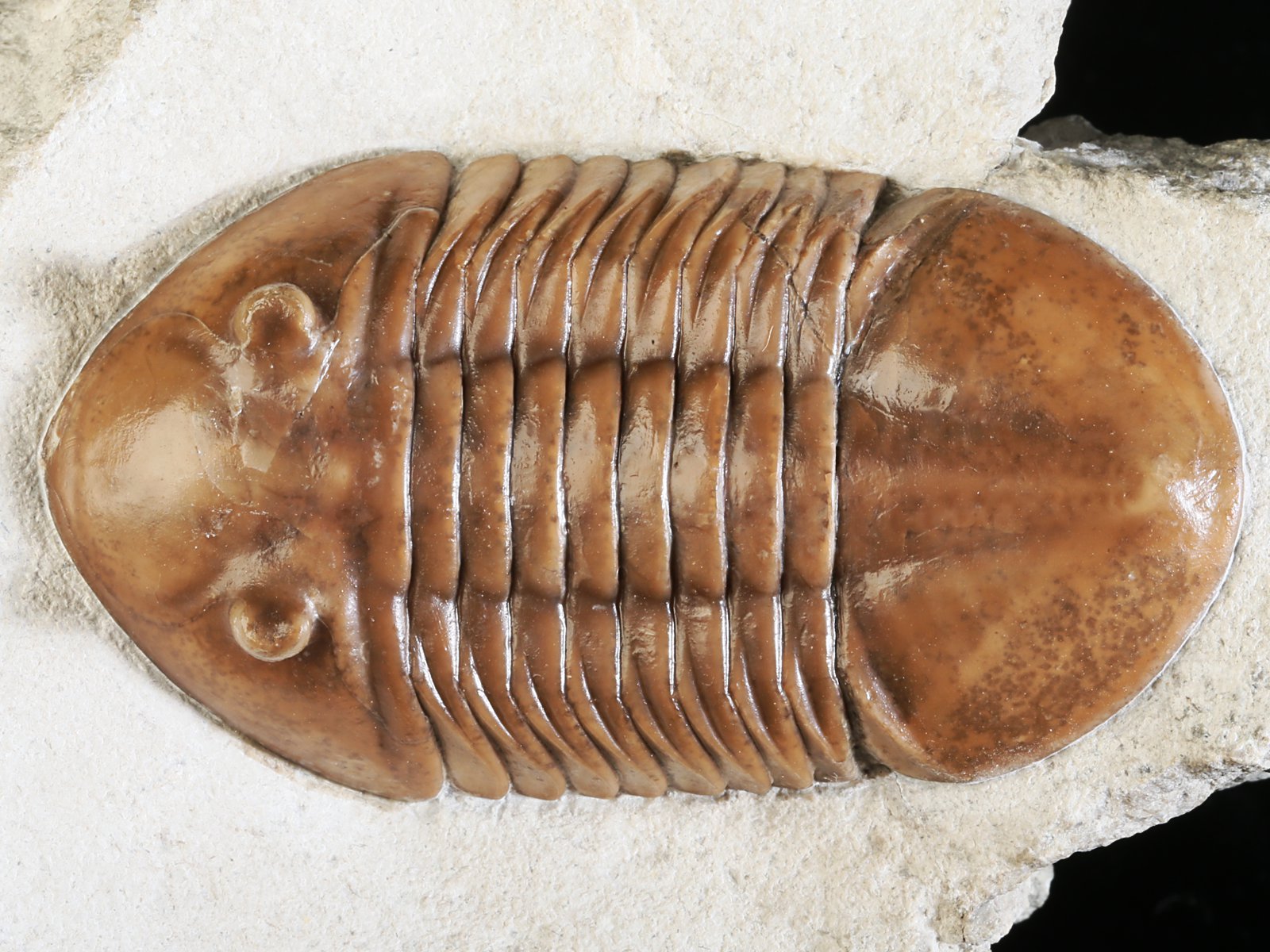 ar 10943 2 Asaphus raniceps DALMAN 1827 - Image 3