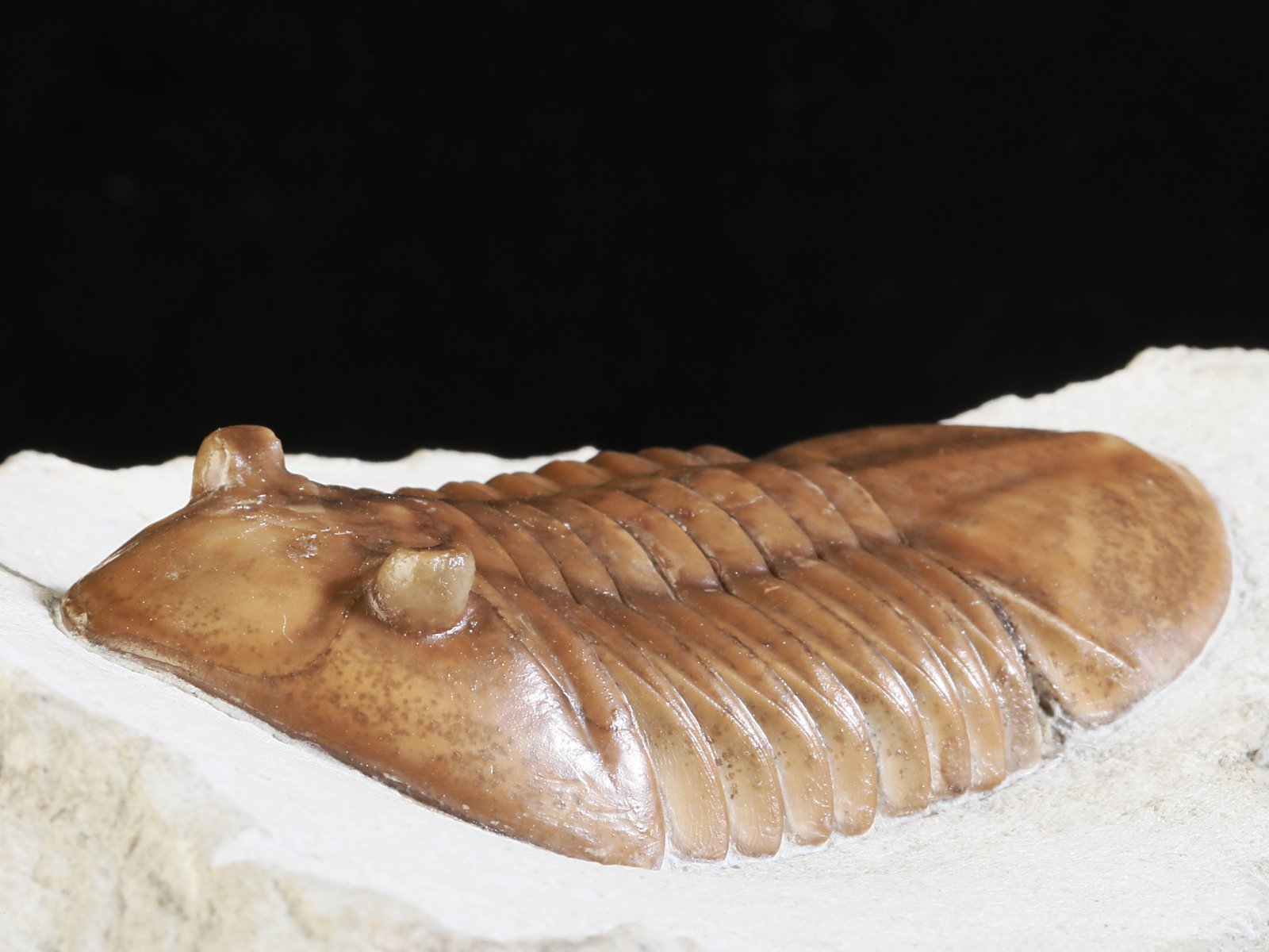 ar 10943 5 Asaphus raniceps DALMAN 1827 - Image 6