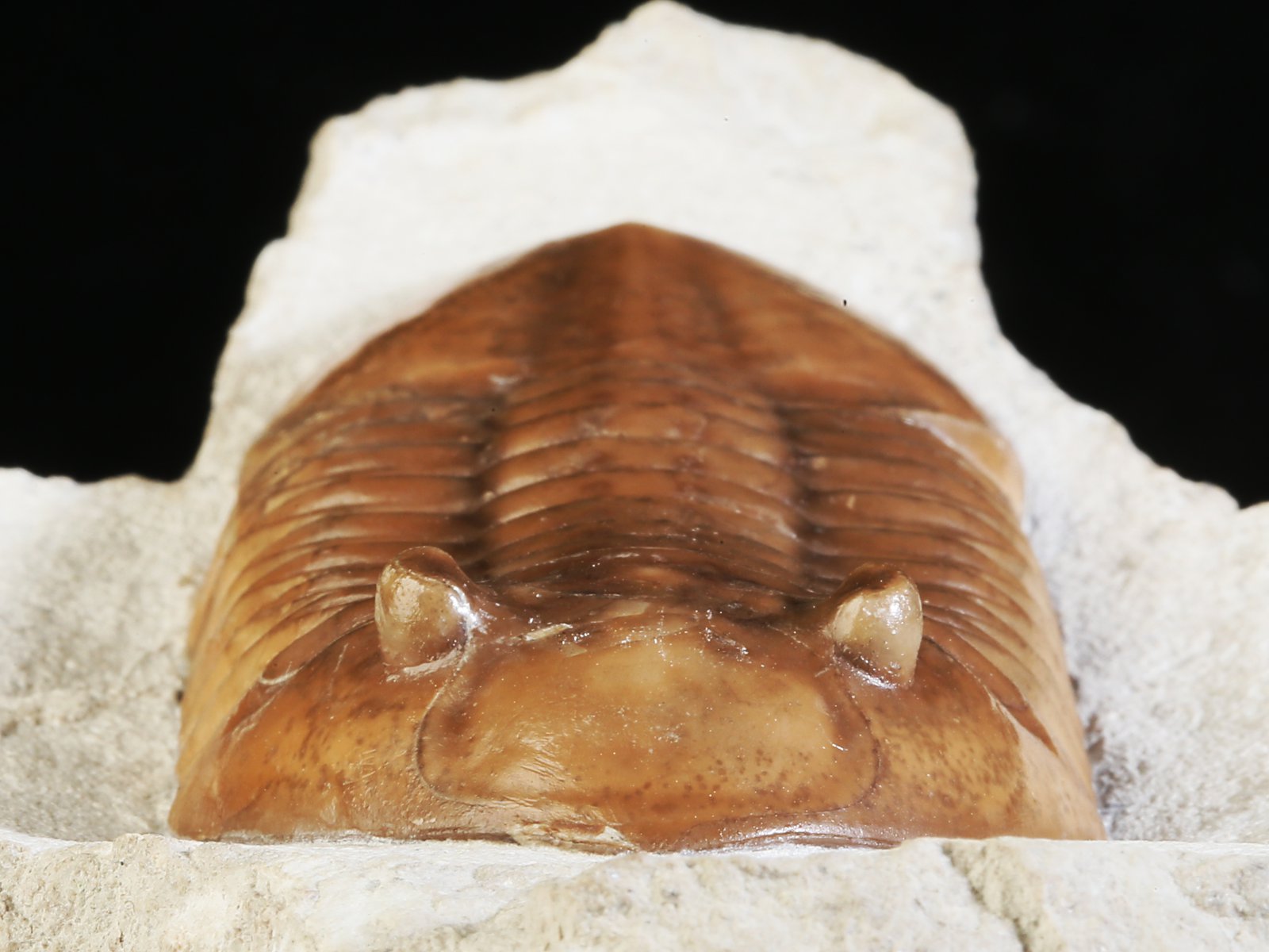 ar 10943 6 Asaphus raniceps DALMAN 1827 - Image 7