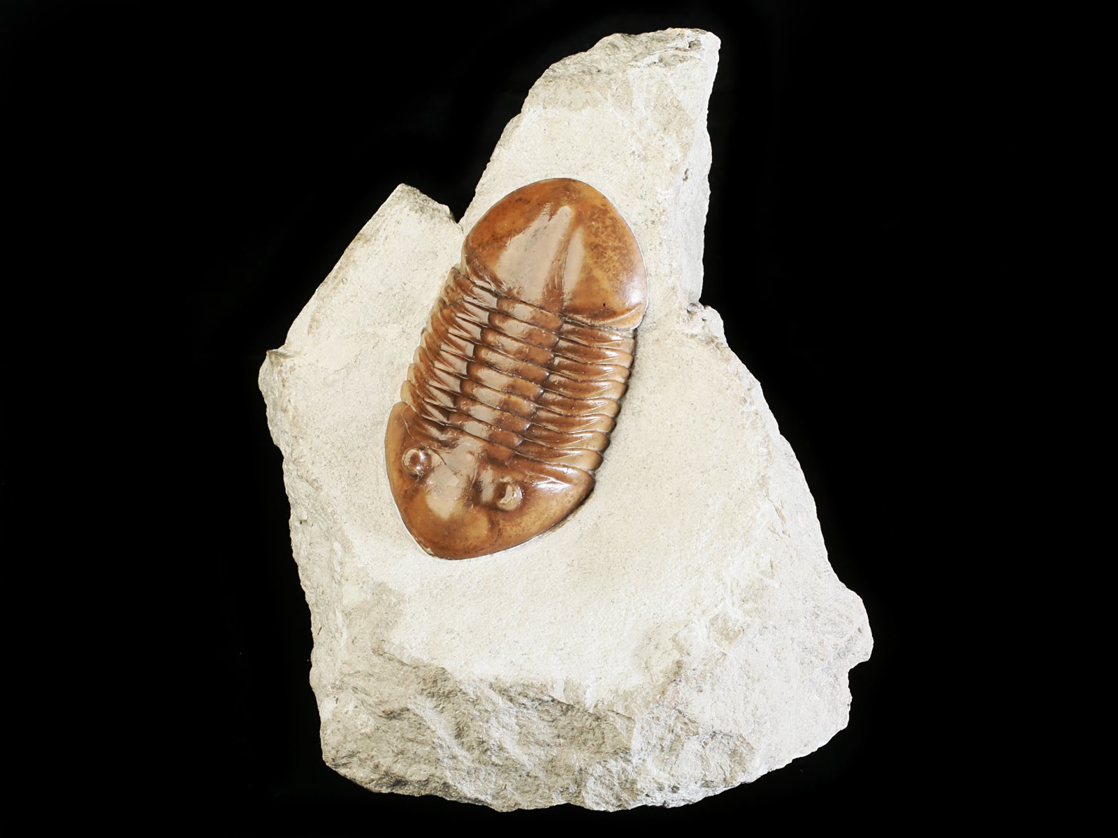 ar 10943 Asaphus raniceps DALMAN 1827