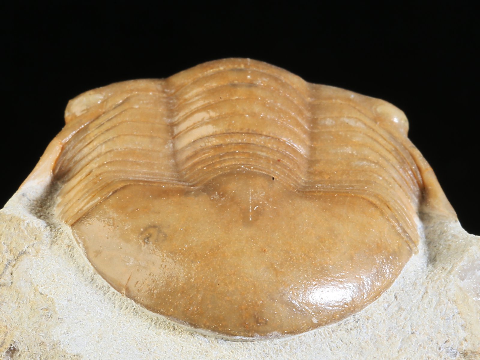 i 10934 11 Illaenus schmidti NIESZKOWSKI 1857 - Image 12