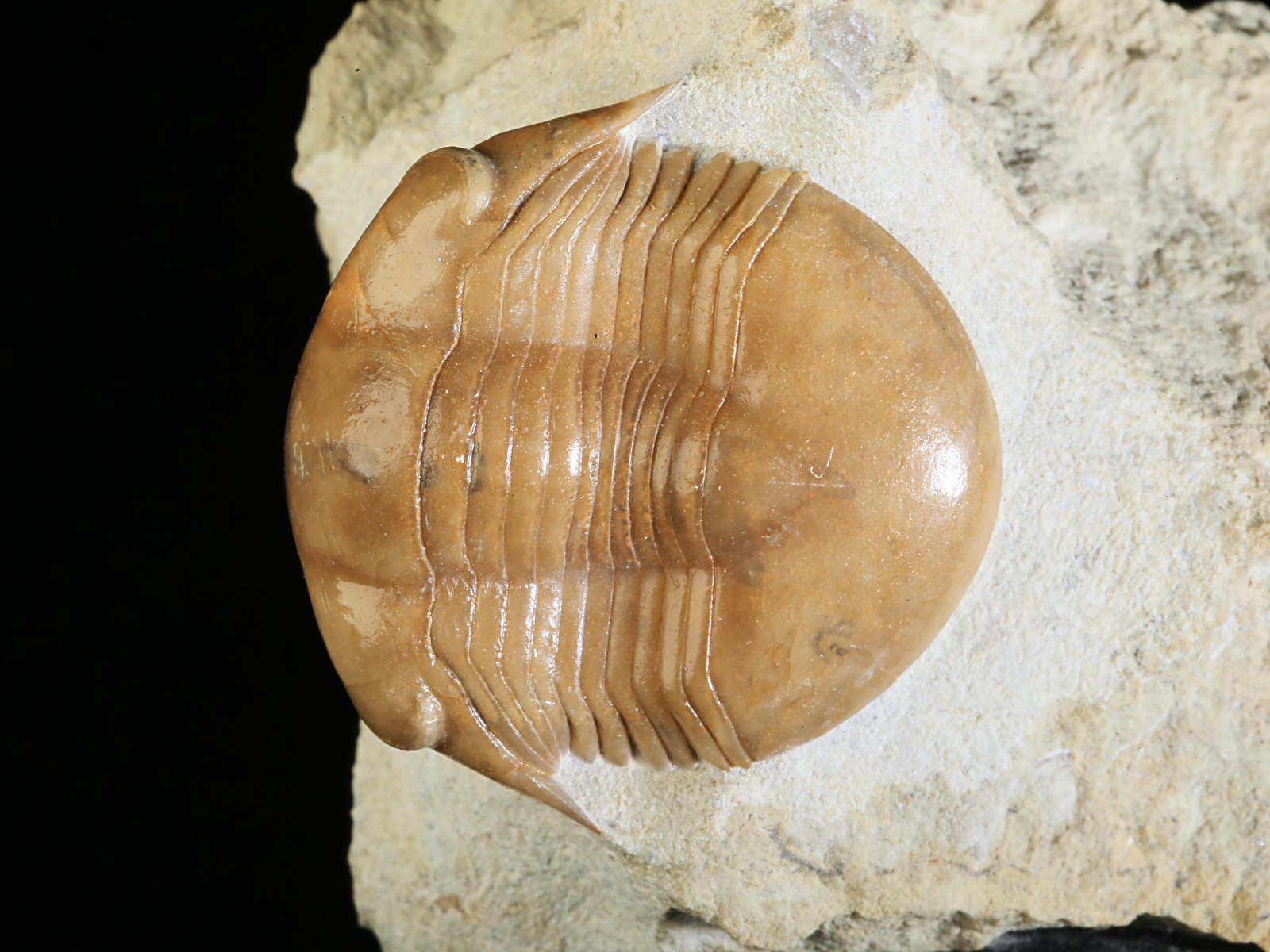 i 10934 2 Illaenus schmidti NIESZKOWSKI 1857 - Image 3