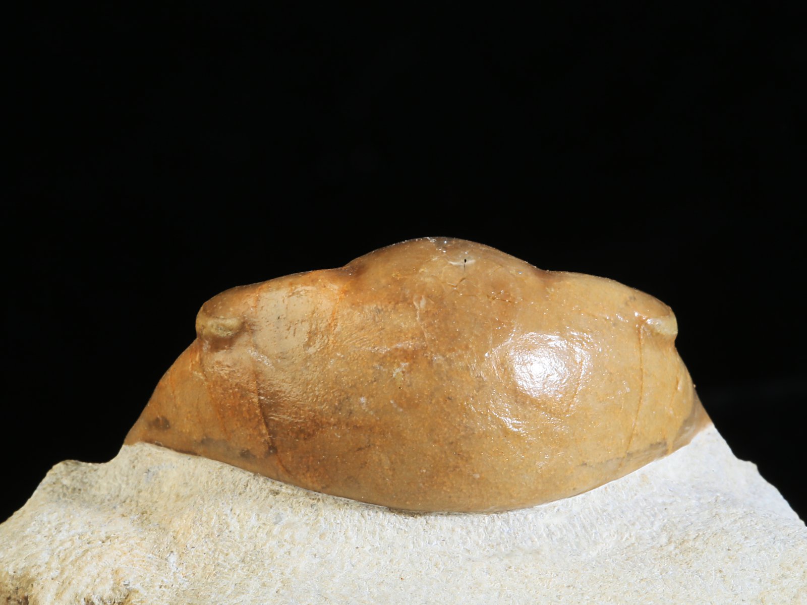 i 10934 5 Illaenus schmidti NIESZKOWSKI 1857 - Image 6