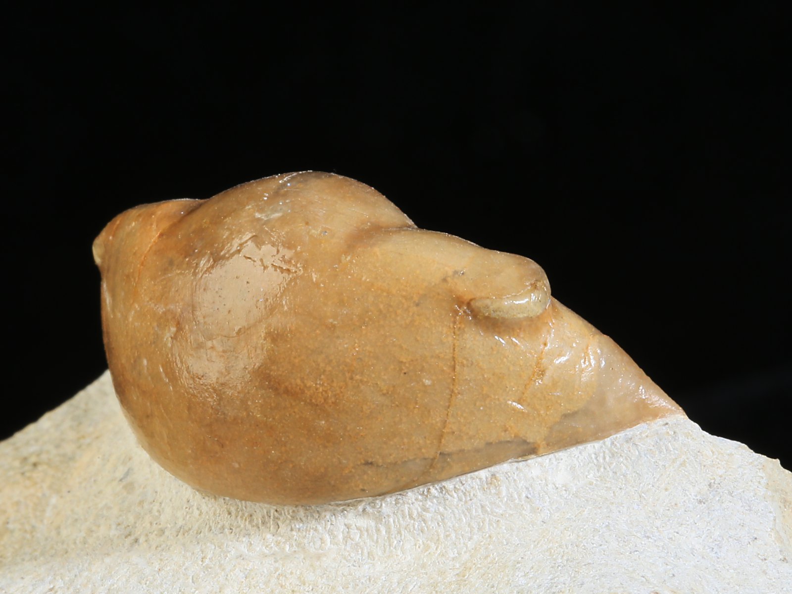 i 10934 7 Illaenus schmidti NIESZKOWSKI 1857 - Image 8