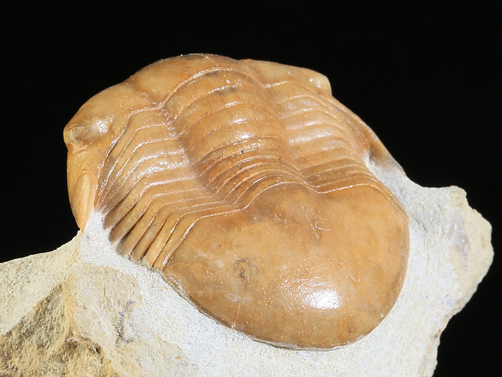 i 10934 9 Illaenus schmidti NIESZKOWSKI 1857 - Image 10