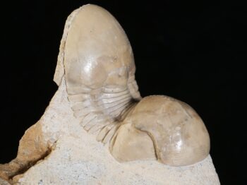 Illaenus oblongatus kukersianus HOLM
