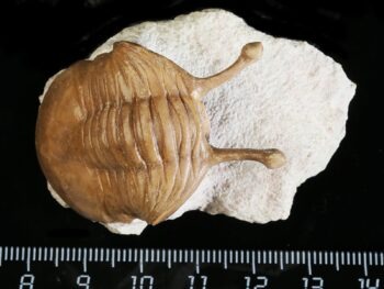 Asaphus kowalewskii LAWROW 1868