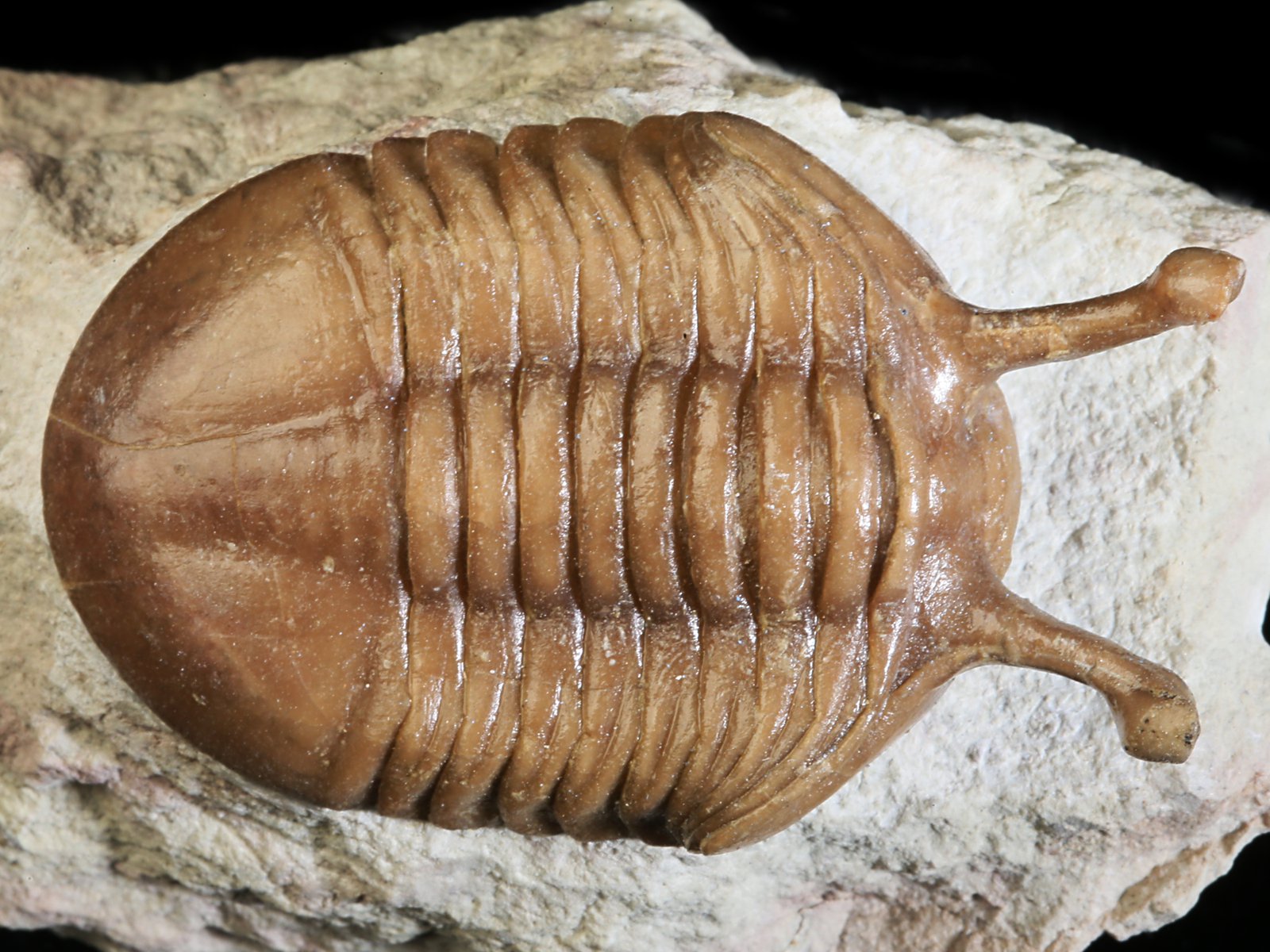k 10926 1 Asaphus kowalewskii LAWROW 1868 - Image 2