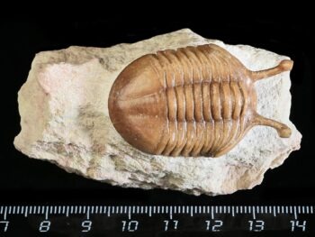 Asaphus kowalewskii LAWROW 1868