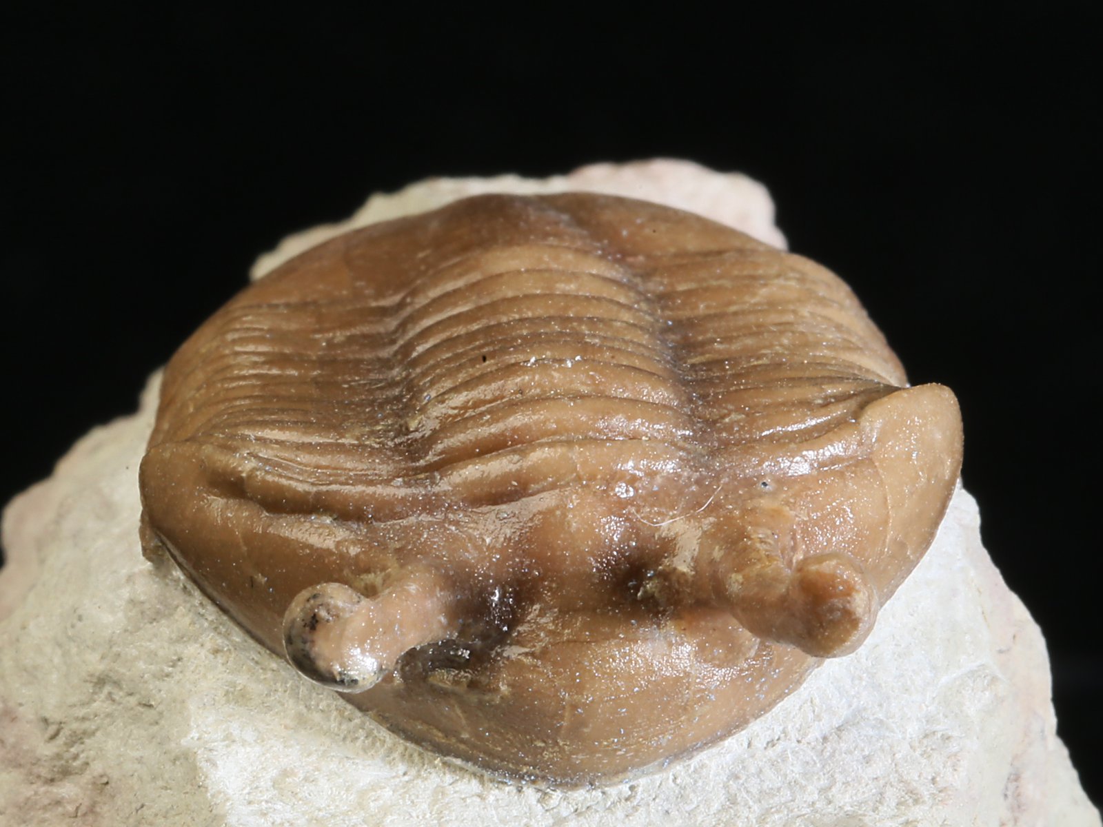 k 10926 4 Asaphus kowalewskii LAWROW 1868 - Image 5