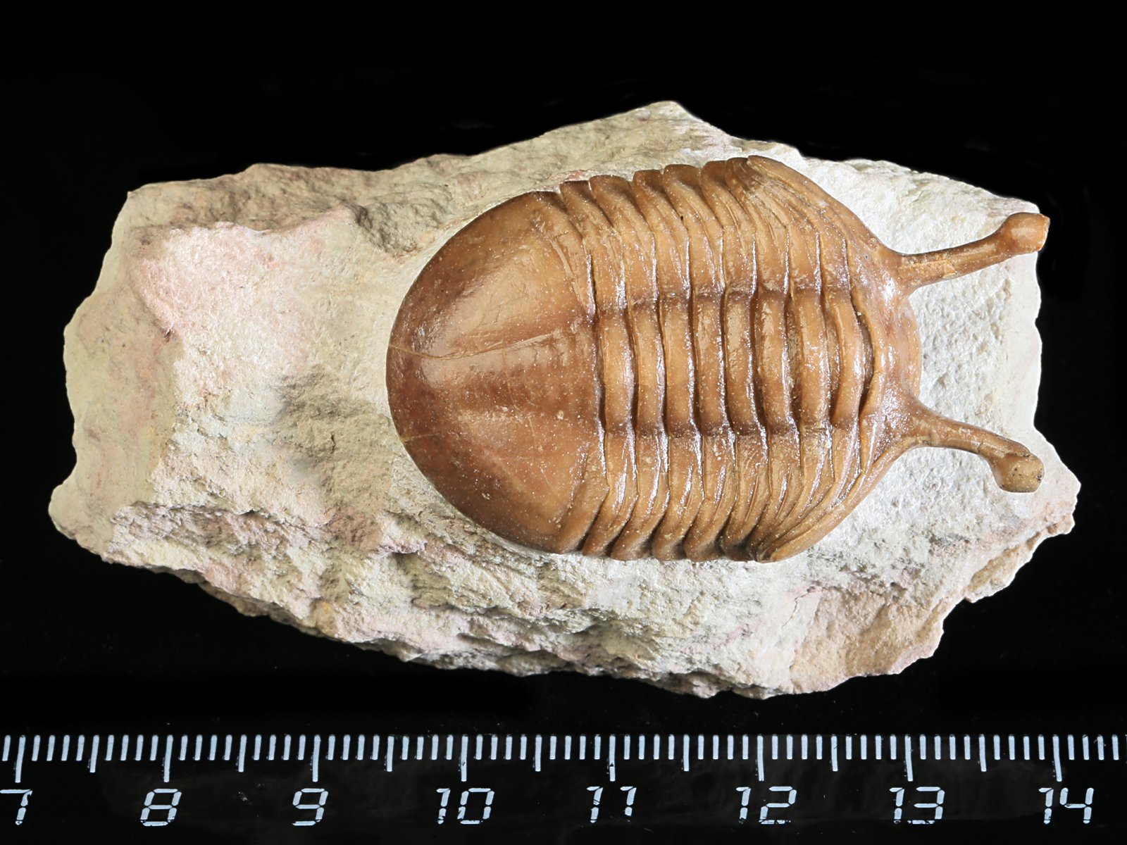 k 10926 Asaphus kowalewskii LAWROW 1868