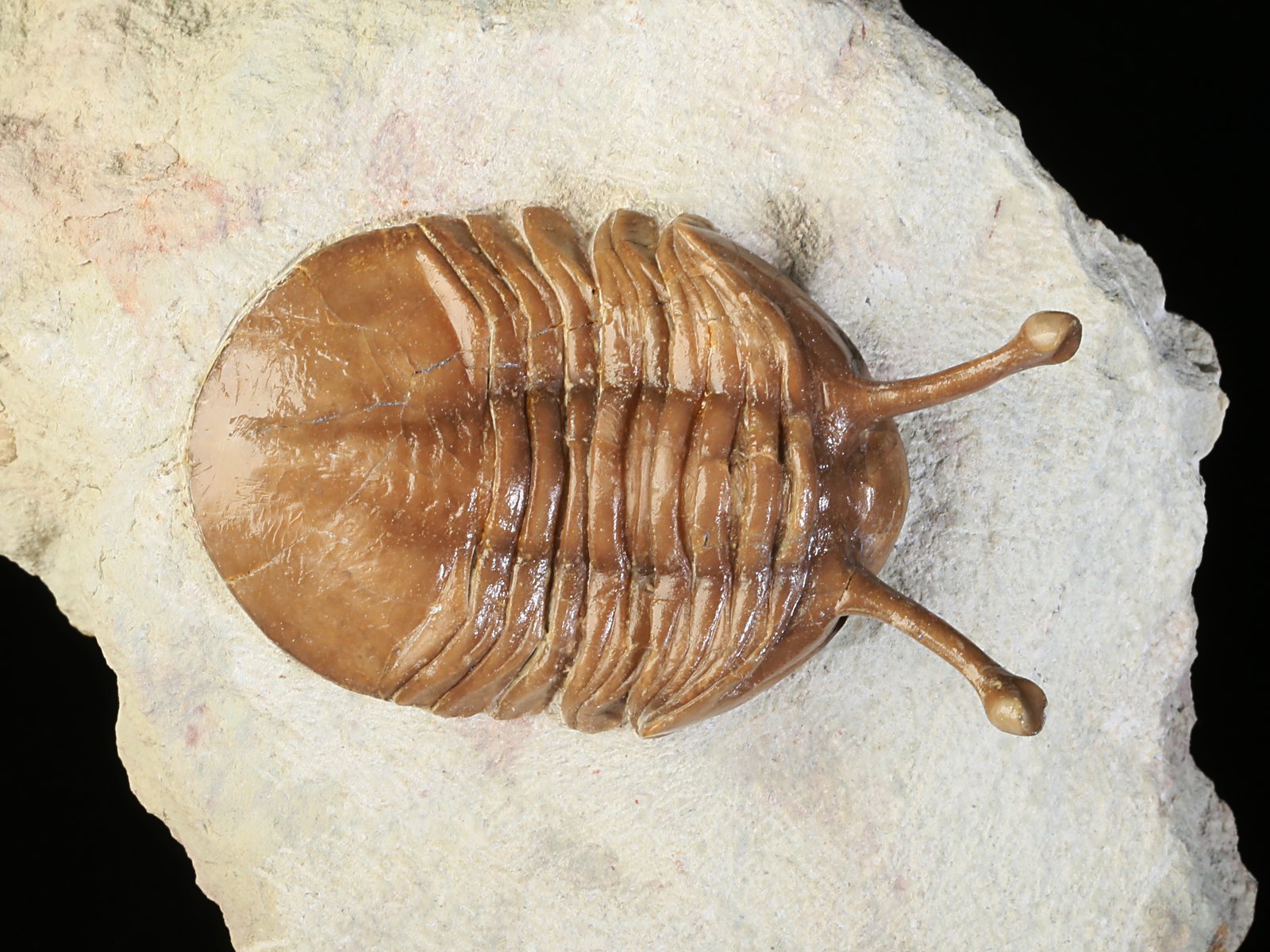 k 10927 1 Asaphus kowalewskii LAWROW 1868 - Image 2
