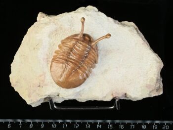 Asaphus kowalewskii LAWROW 1868