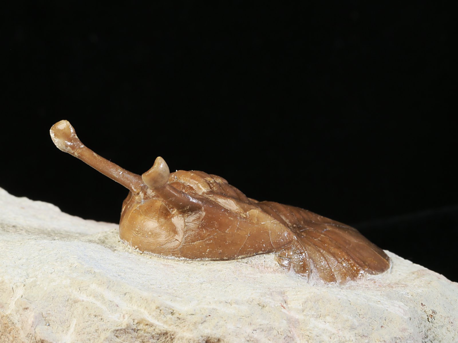 k 10927 5 Asaphus kowalewskii LAWROW 1868 - Image 6