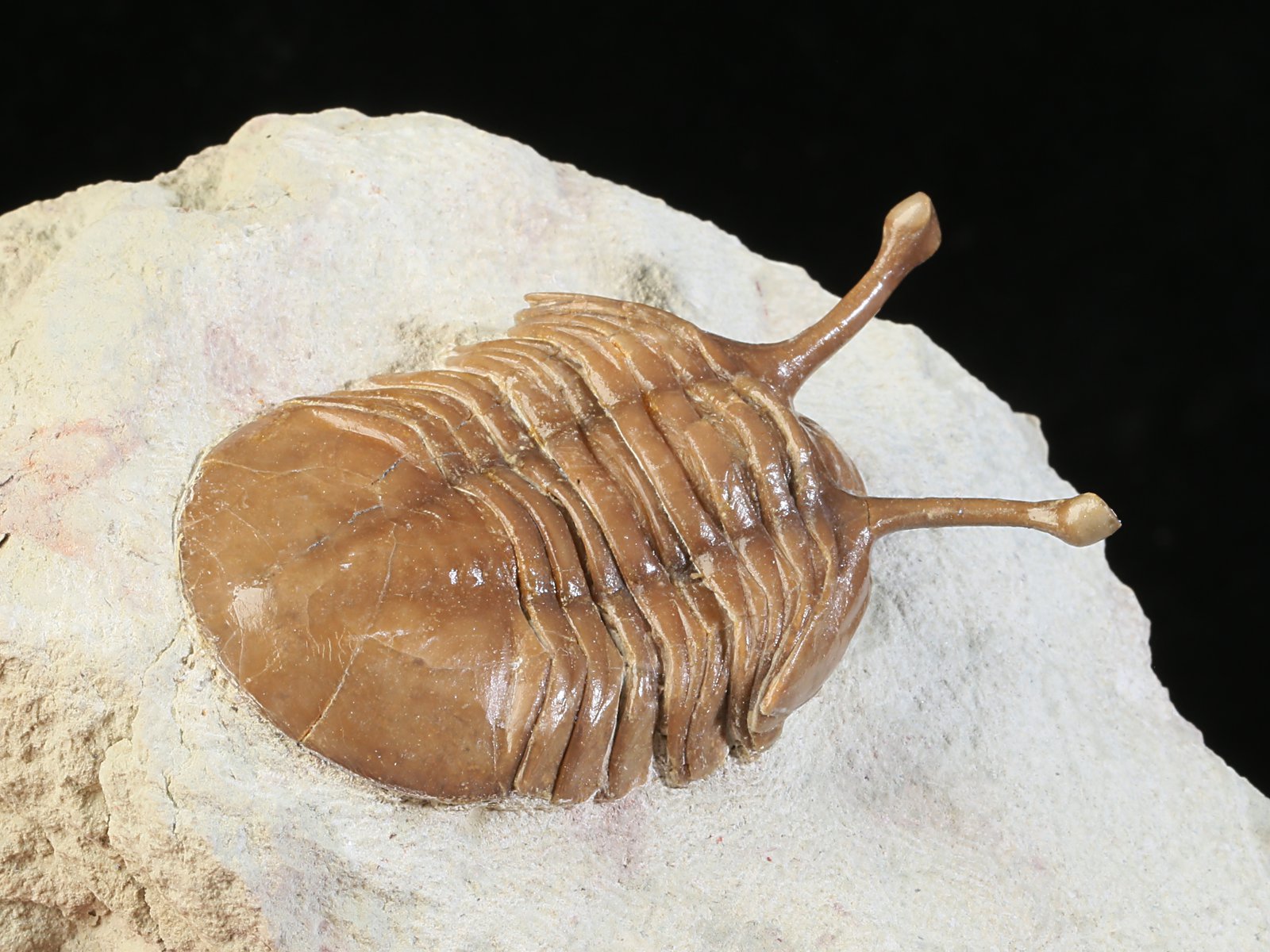 k 10927 8 Asaphus kowalewskii LAWROW 1868 - Image 9