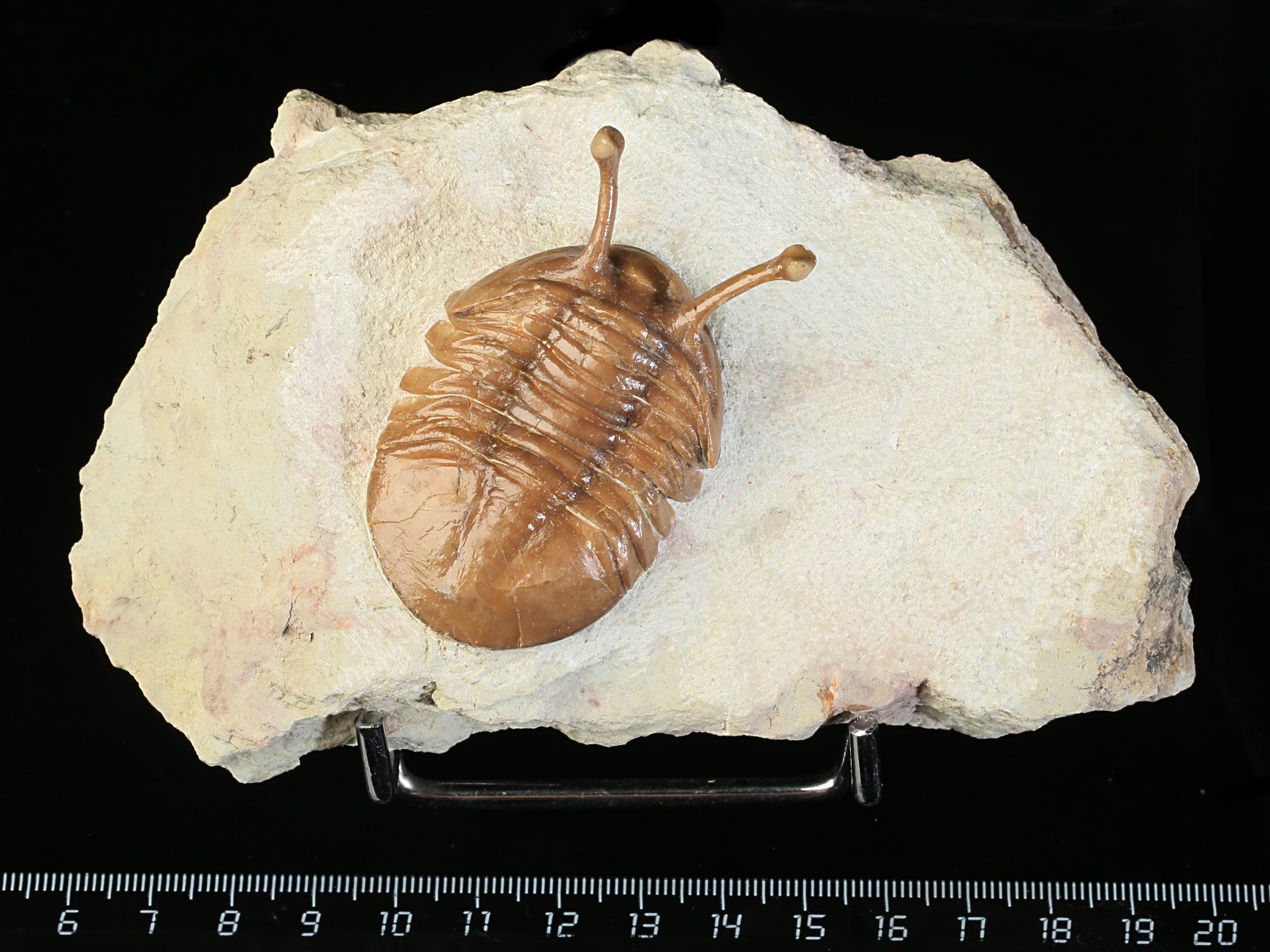 k 10927 Asaphus kowalewskii LAWROW 1868